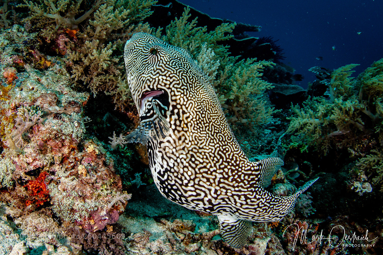 Canon EOS 70D sample photo. Puffer fish photography
