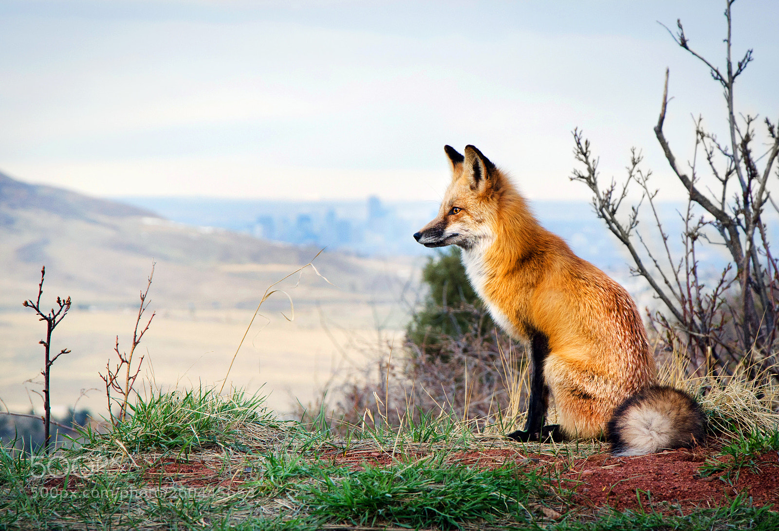 Nikon D7000 sample photo. Red rocks fox photography
