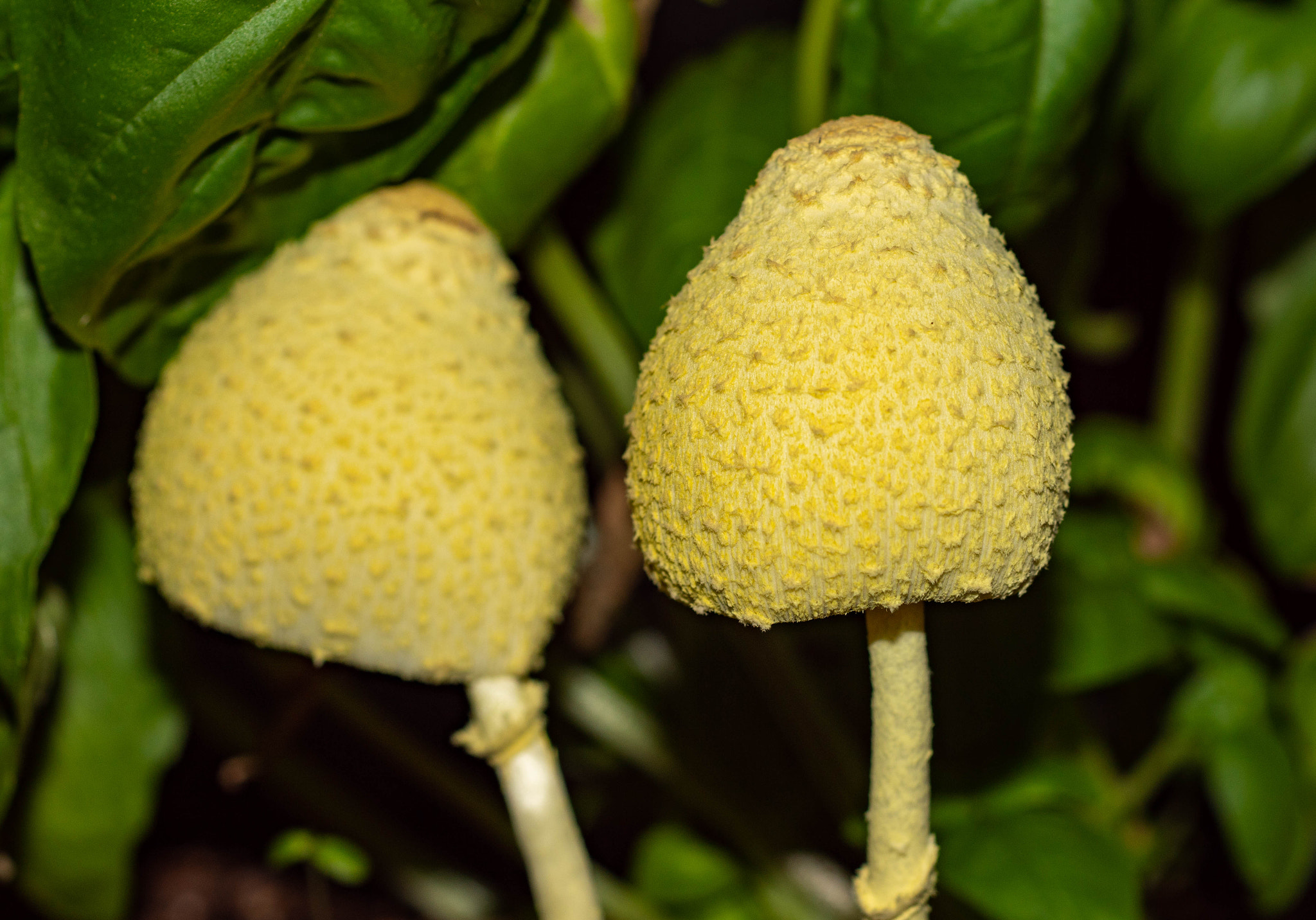 Sony SLT-A68 sample photo. The mushrooms photography
