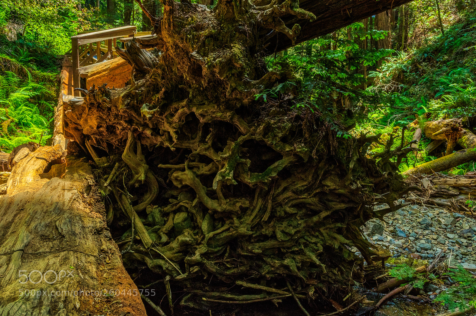 Pentax K-3 II sample photo. Muir woods photography