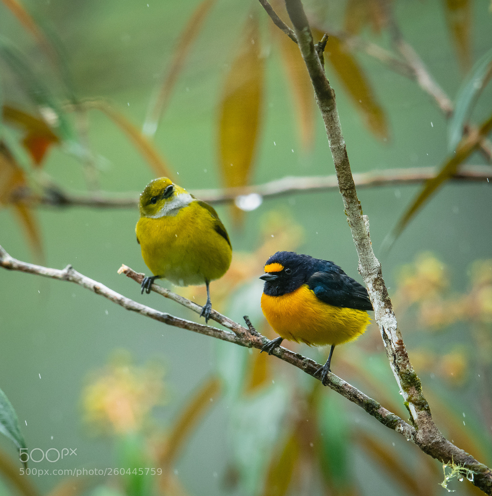 Nikon D850 sample photo. Spot crowned euphonias hanging photography
