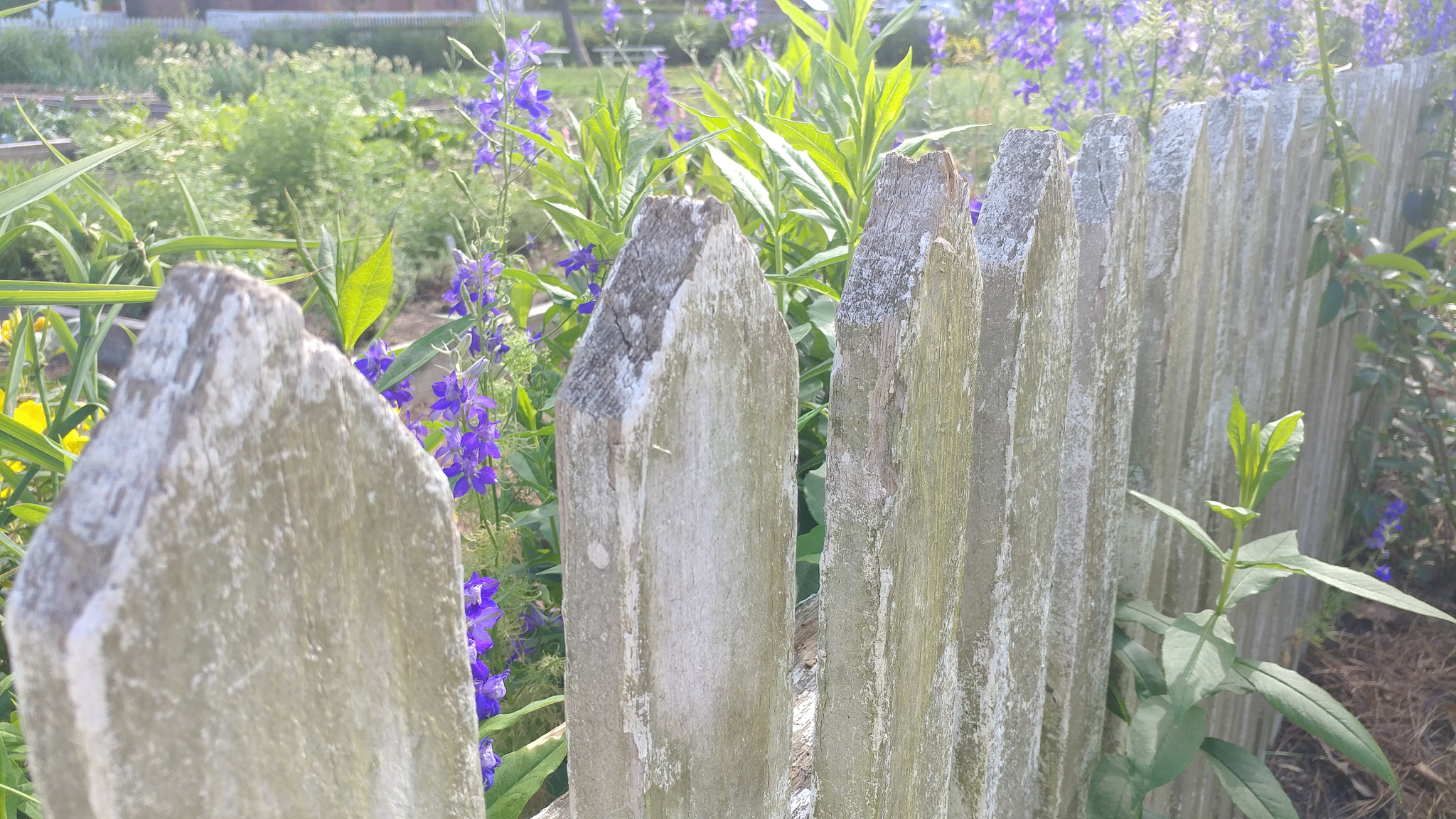 LG V20 sample photo. Picket fences photography