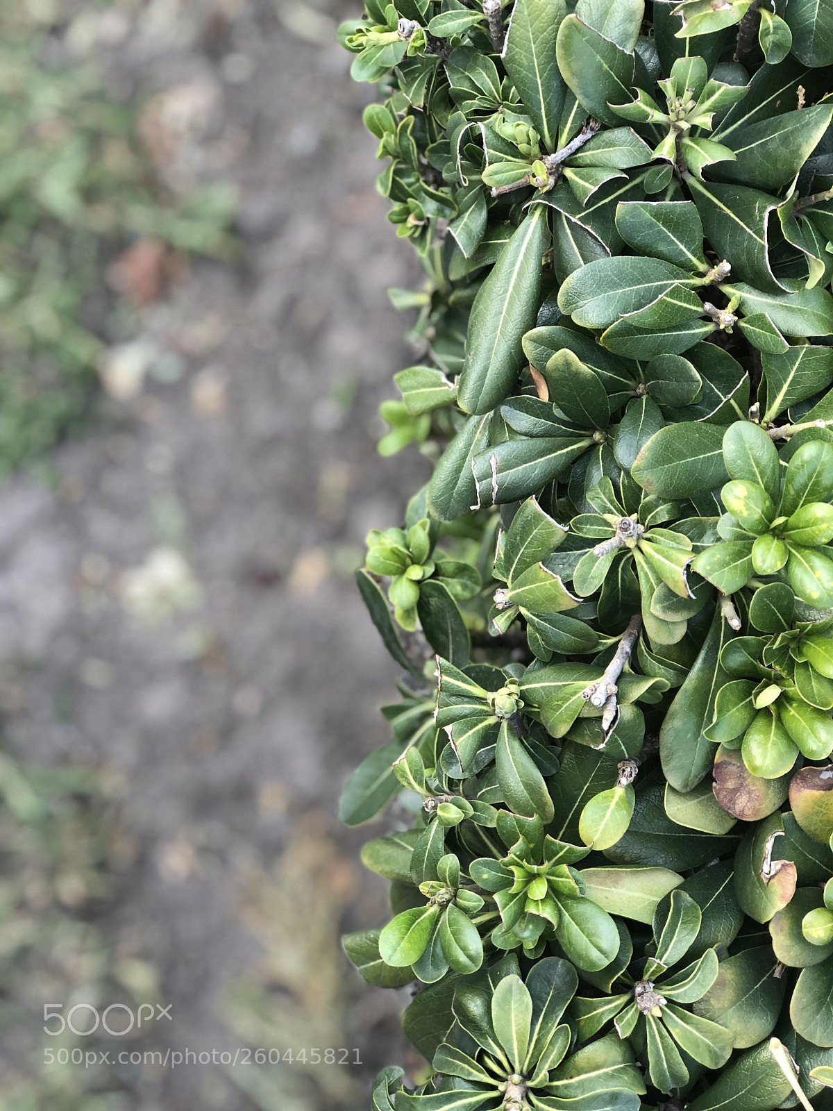 Apple iPhone 8 Plus sample photo. Untitled photography