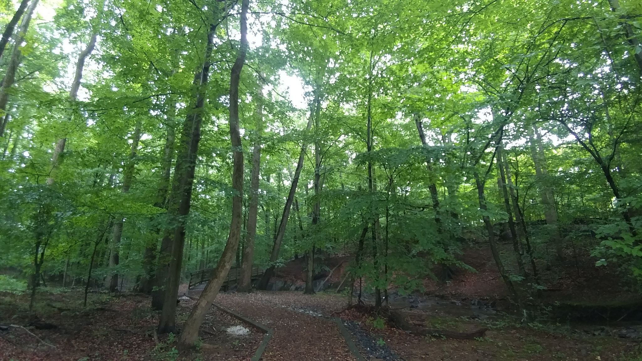 LG V20 sample photo. Into the green photography