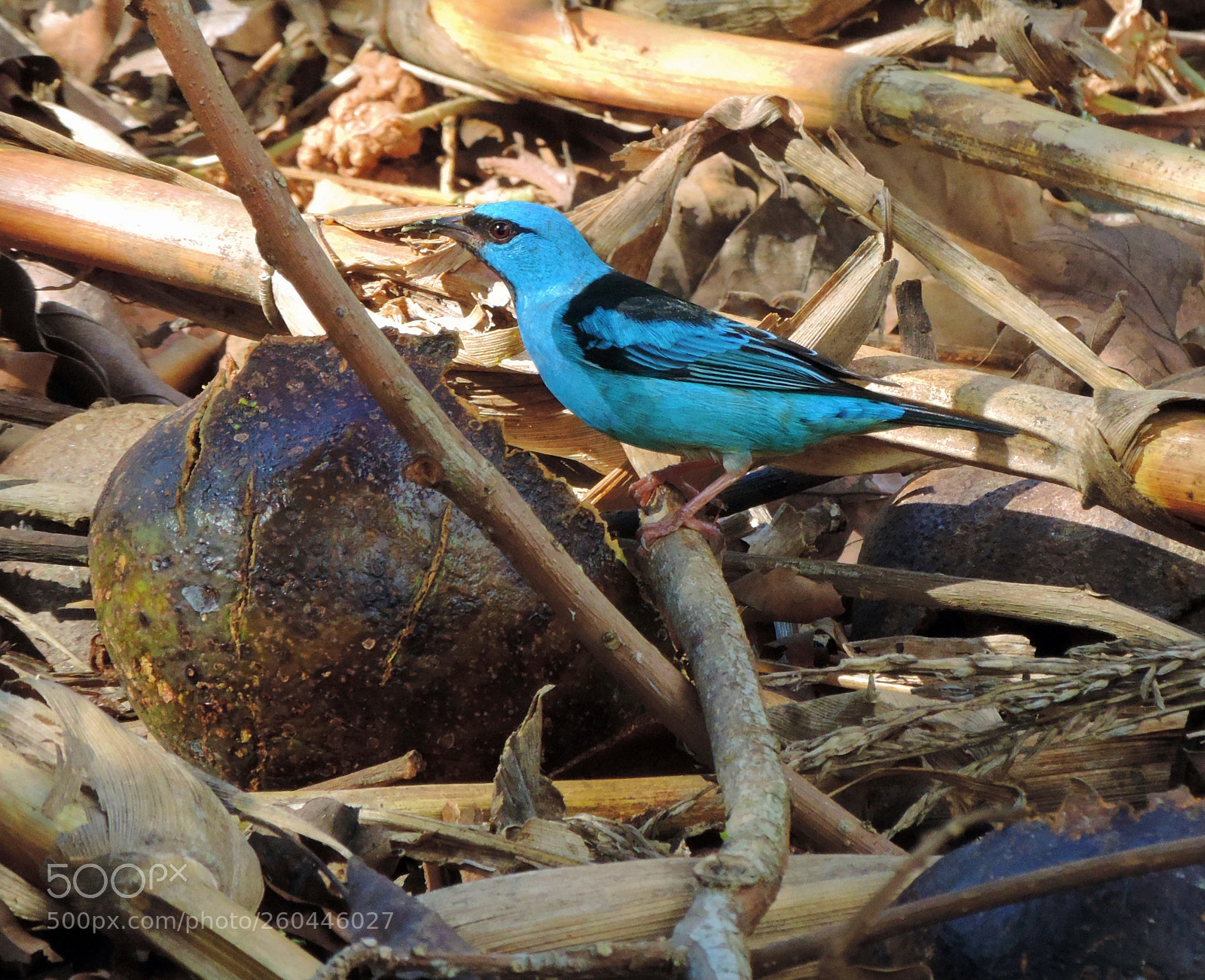 Nikon Coolpix P520 sample photo. Blue bird's avocado photography