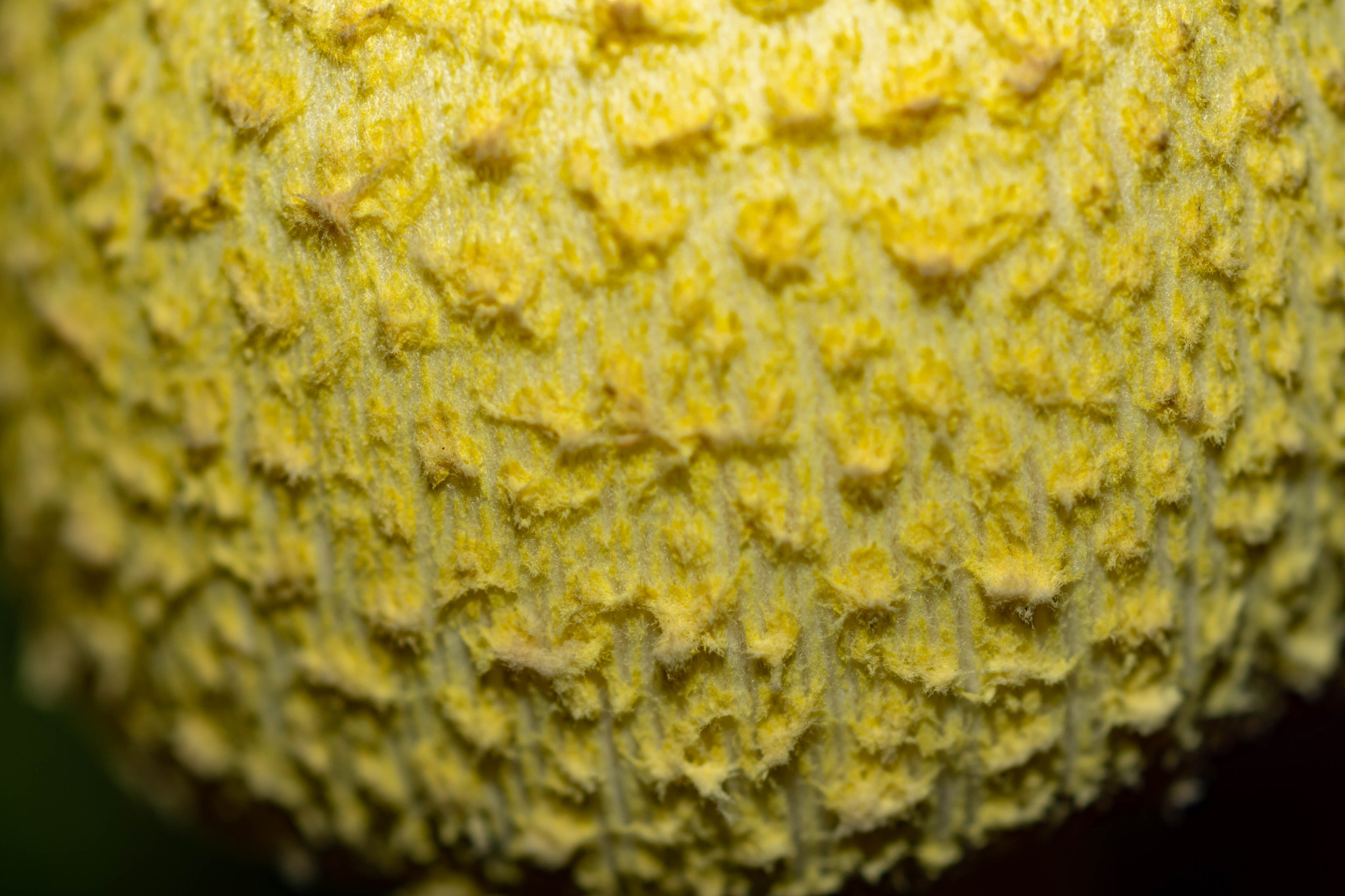 Sony SLT-A68 sample photo. Macro of a mushroom photography