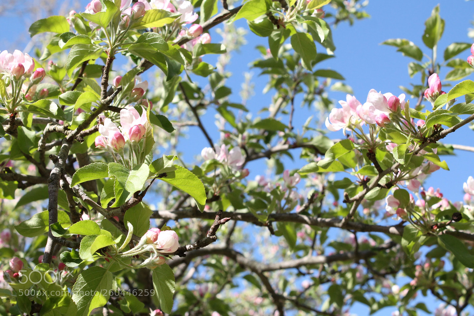 Canon EOS 1100D (EOS Rebel T3 / EOS Kiss X50) sample photo. Blossoms by morning photography