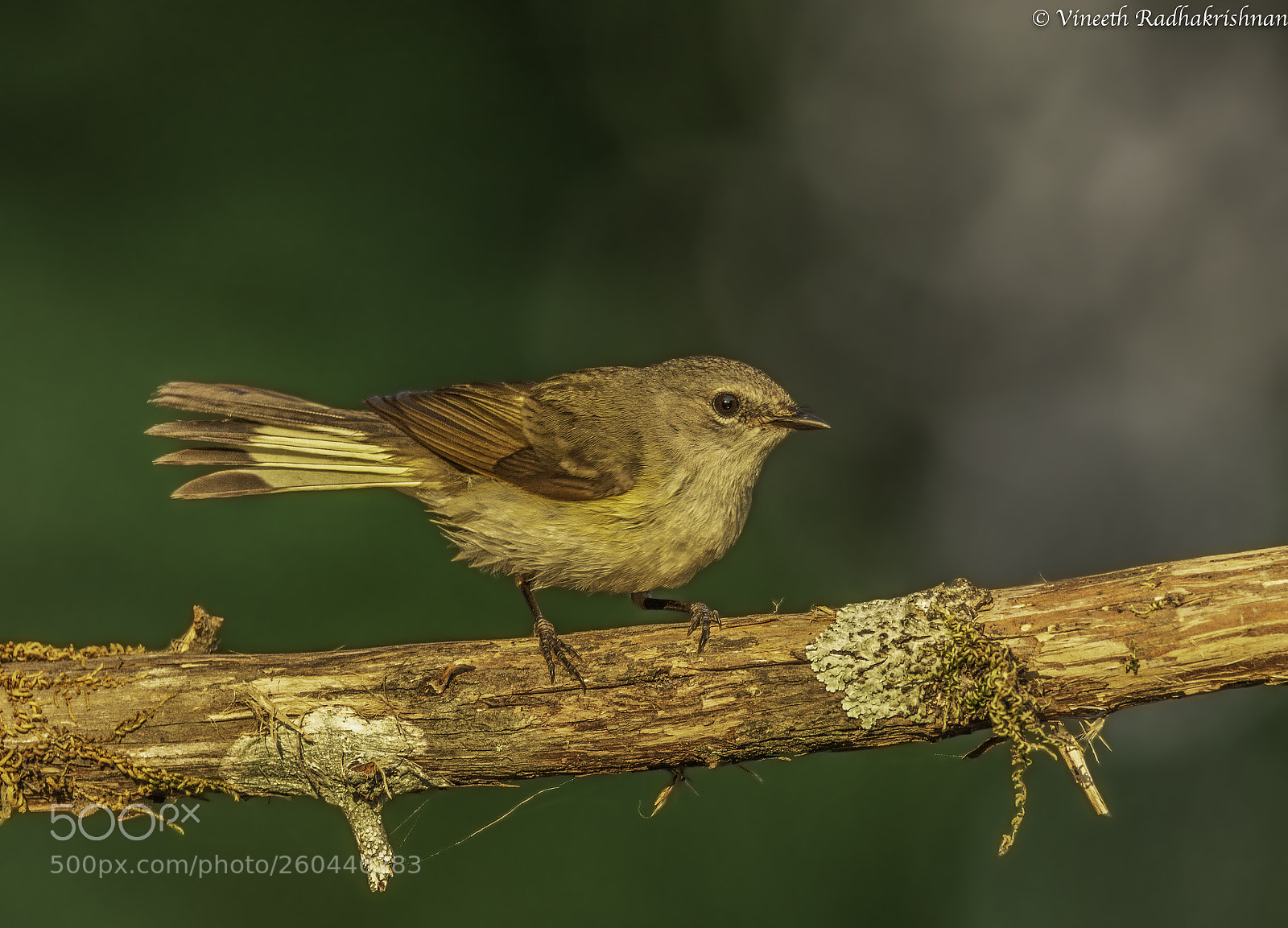 Nikon D7100 sample photo. American redstart female photography