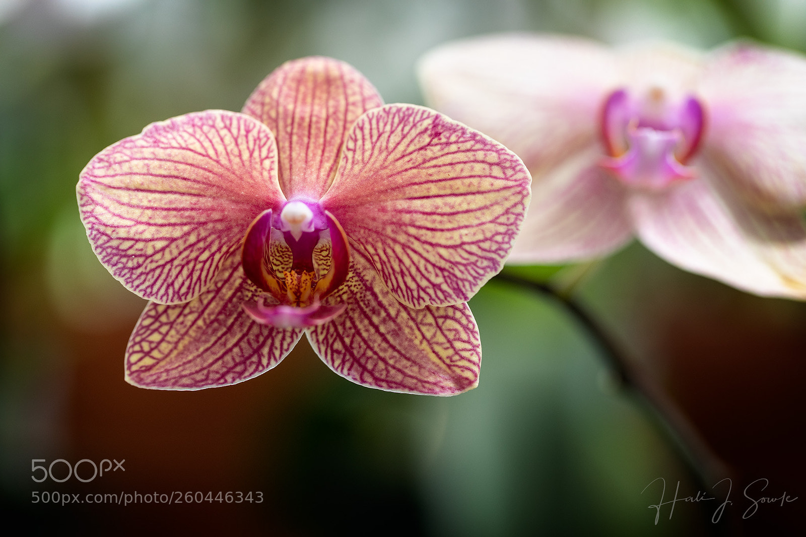 Canon EOS 5D Mark IV sample photo. Orchids in the greenhouse photography