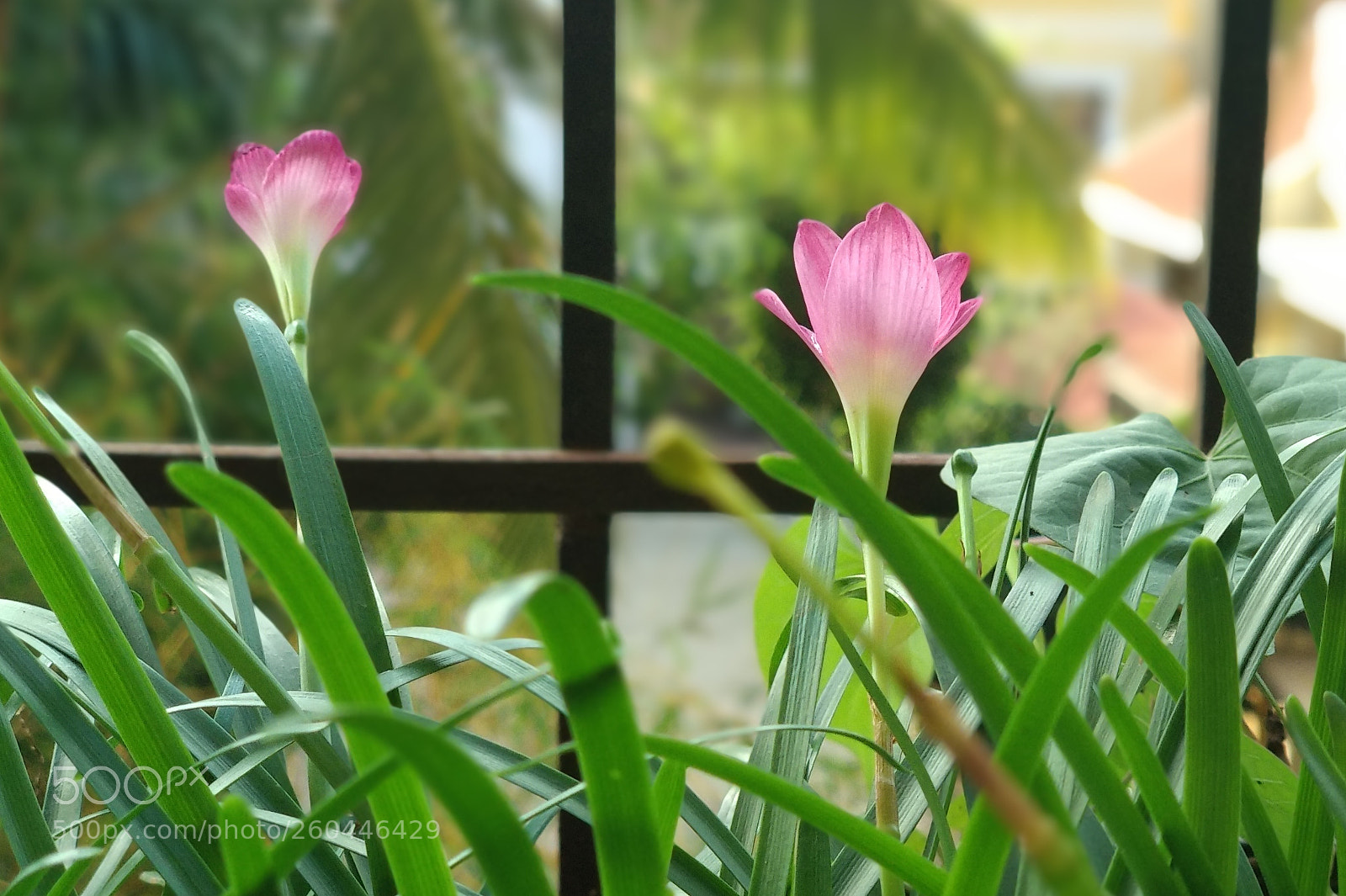 Xiaomi Mi A1 sample photo. Rain lily photography