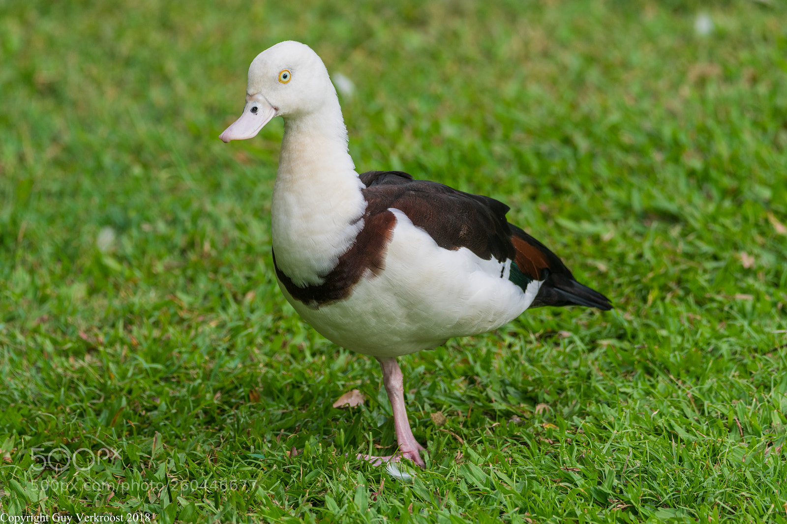 Nikon D3400 sample photo. Burdekin duck photography