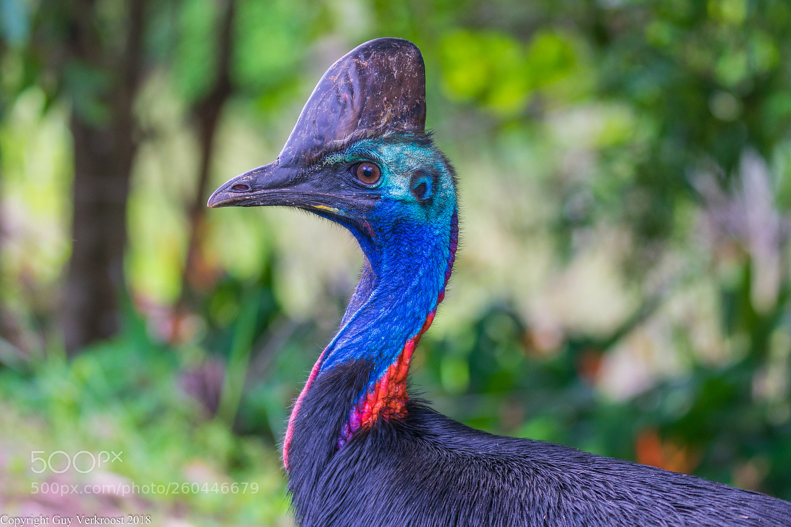 Nikon D3400 sample photo. Southern cassowary photography