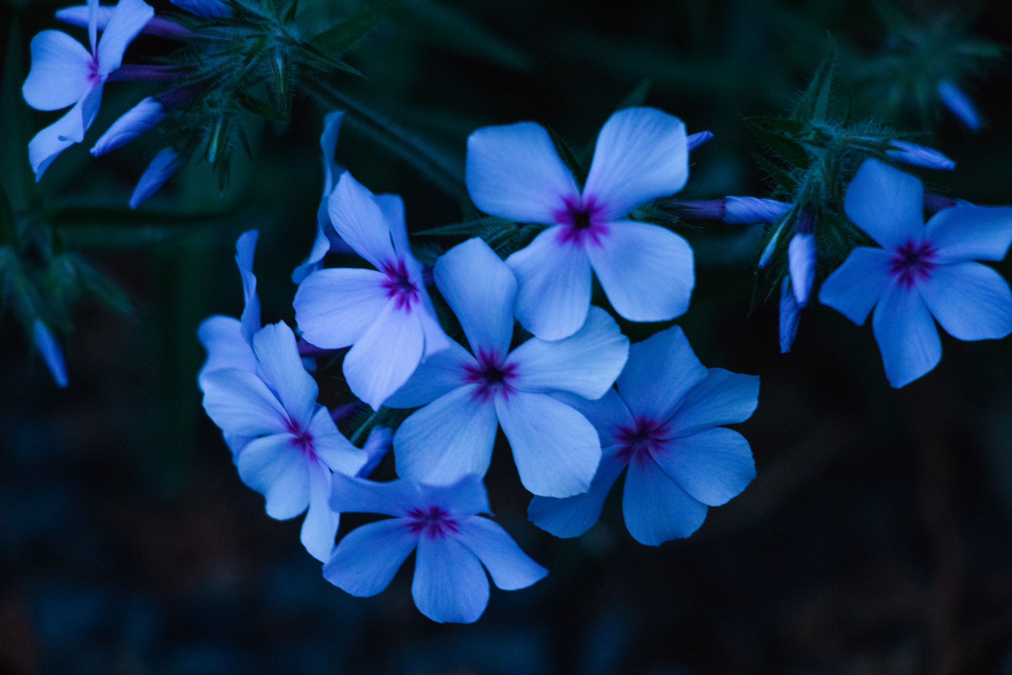 Canon EOS 800D (EOS Rebel T7i / EOS Kiss X9i) sample photo. Blue moon phlox photography