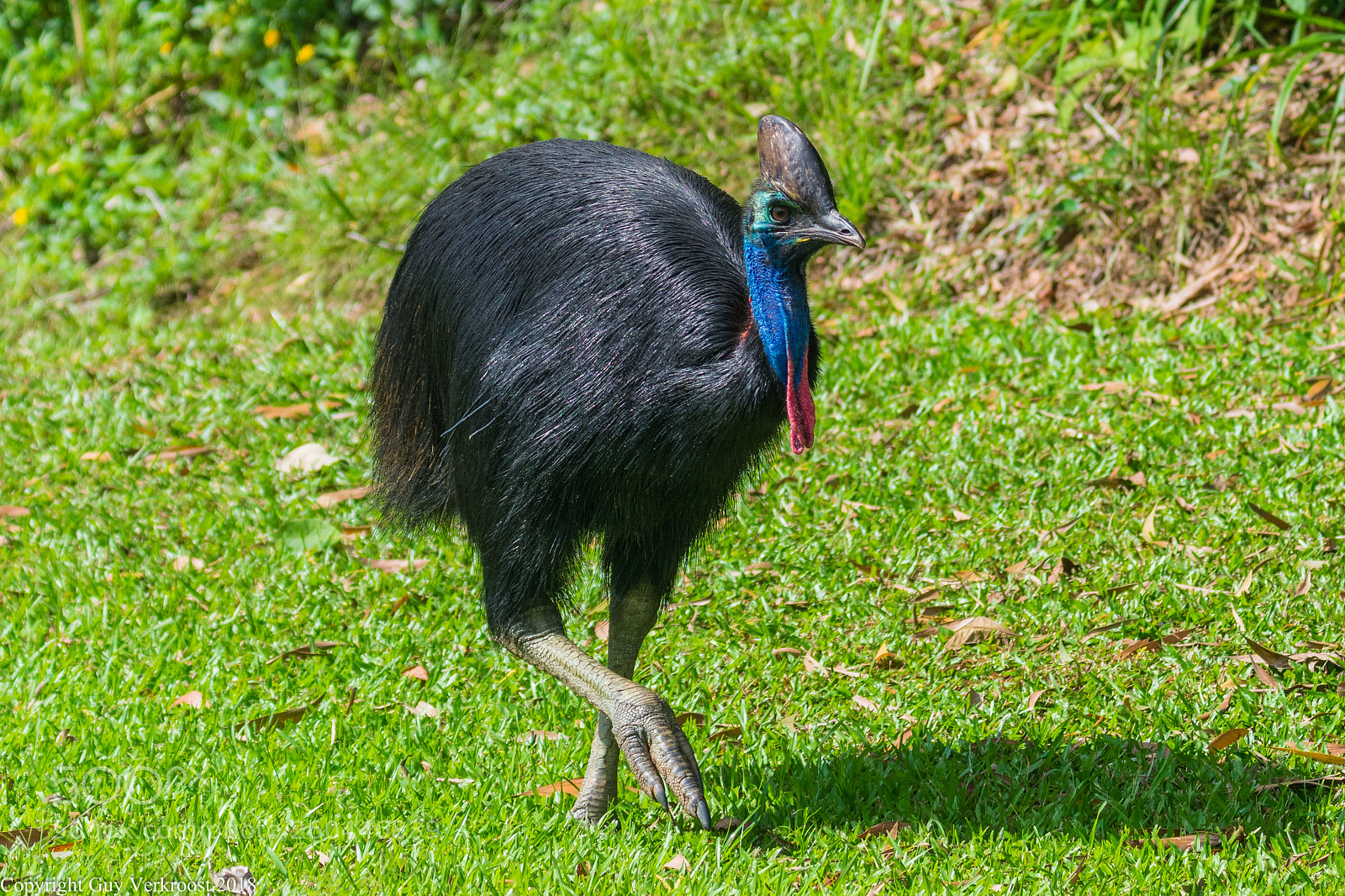 Nikon D3400 sample photo. Southern cassowary photography