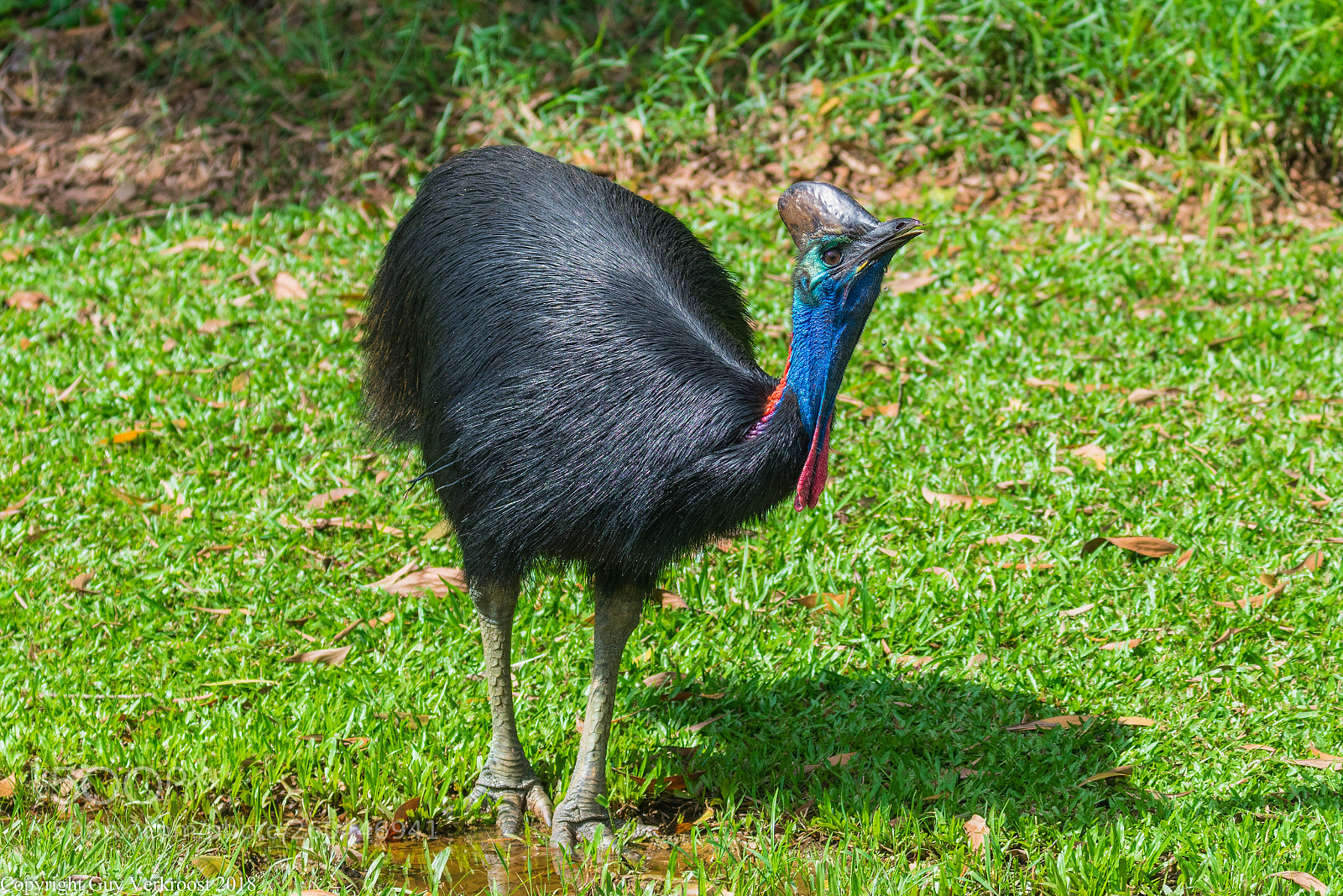 Nikon D3400 sample photo. Southern cassowary photography