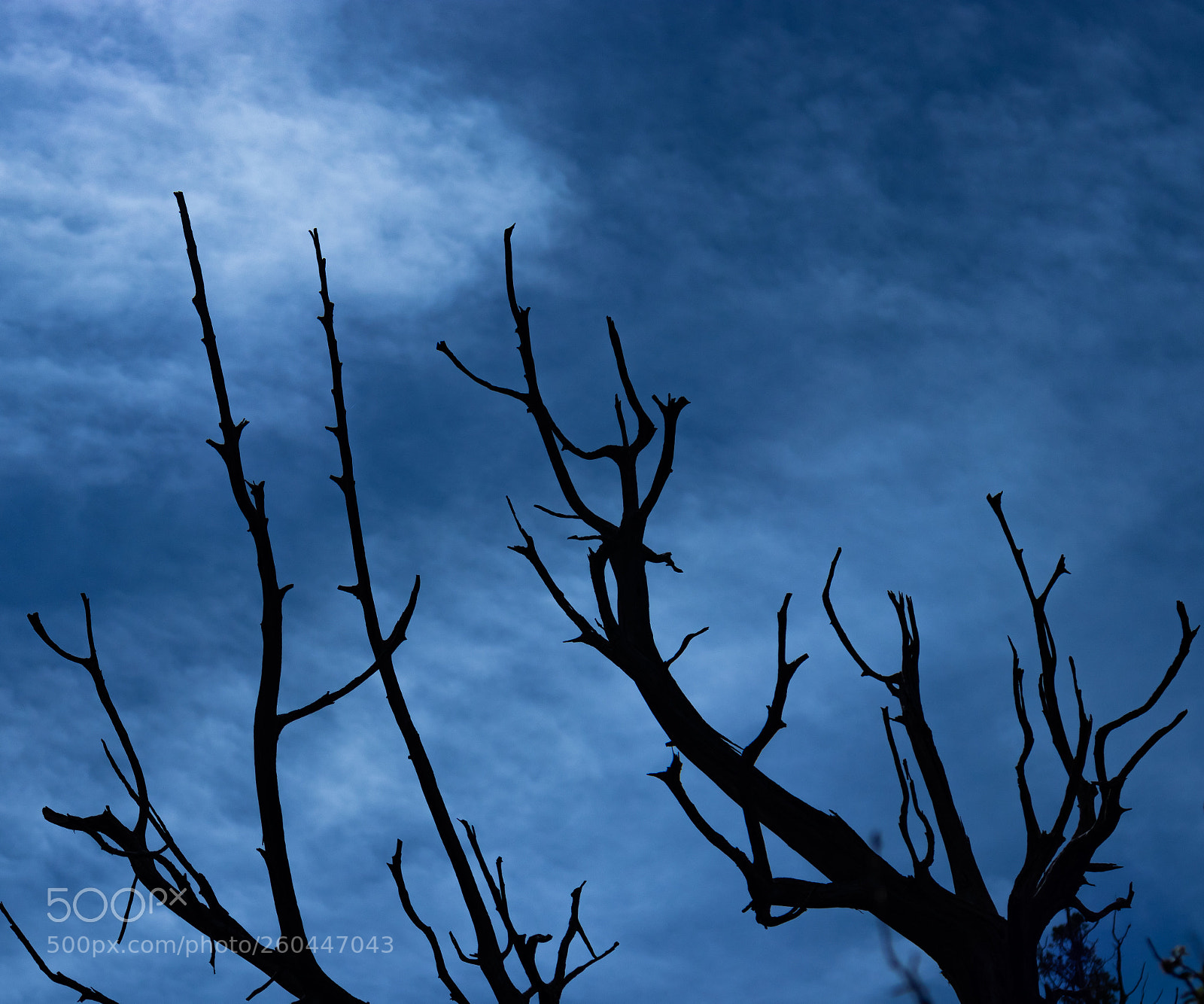 Canon EOS 80D sample photo. Tree silhouette with blue photography