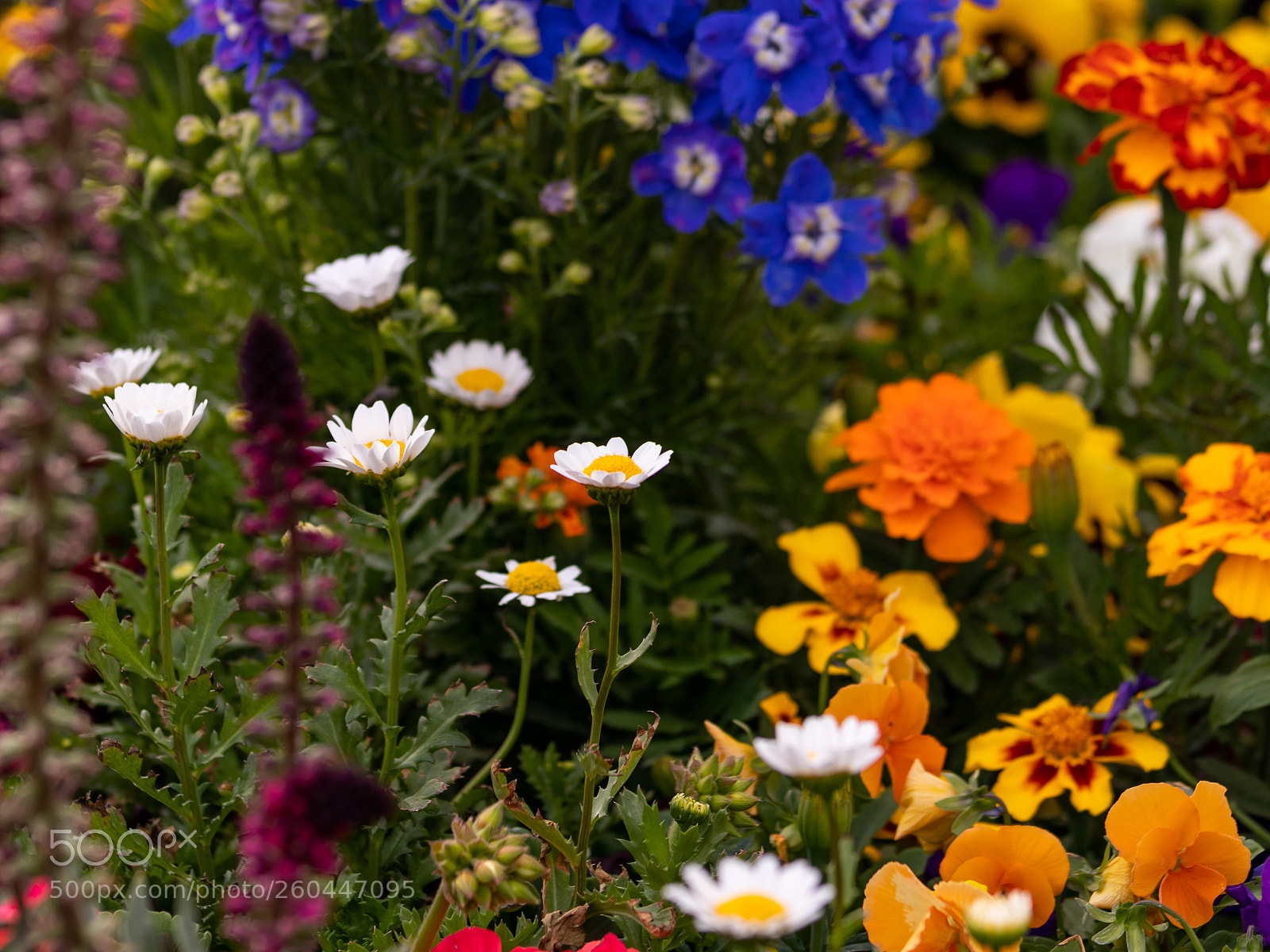 Canon EOS 80D sample photo. _mg_1216-6.jpg photography