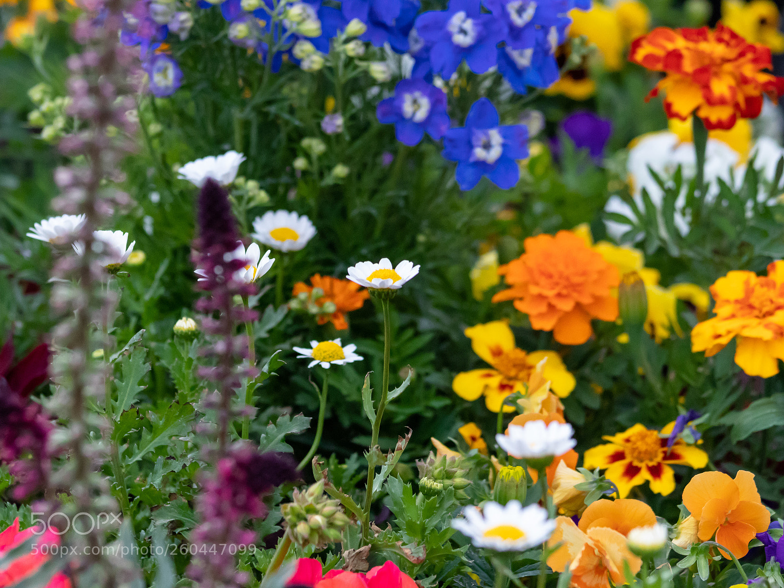 Canon EOS 80D sample photo. Spring flowers photography
