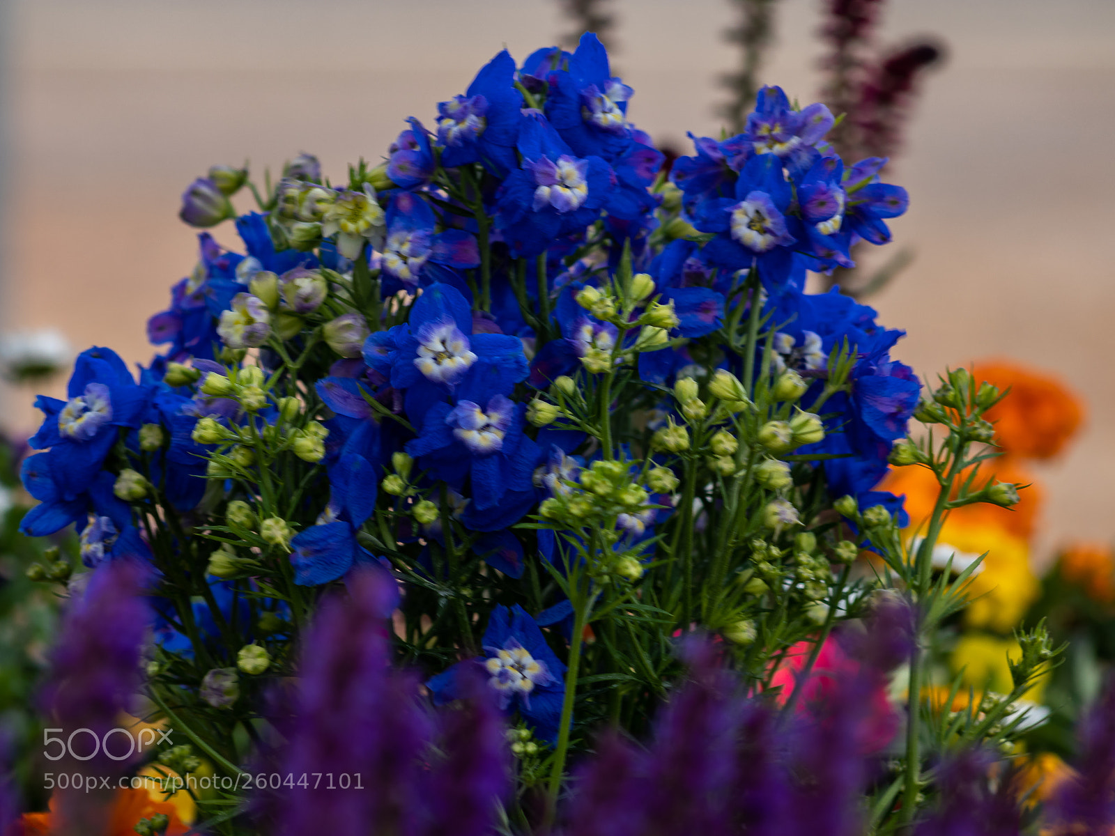Canon EOS 80D sample photo. Spring flowers photography