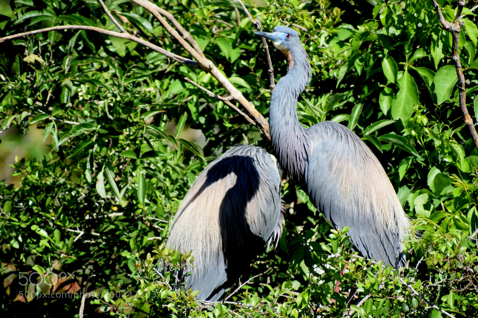 Nikon D5300 sample photo. Bird shadow photography