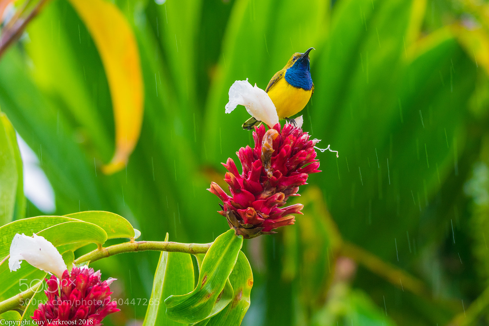 Nikon D3400 sample photo. Sunbird photography