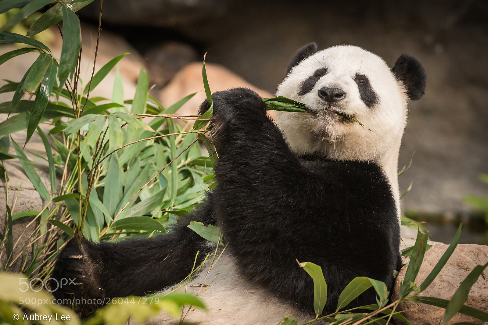 Nikon D610 sample photo. Panda's delight photography