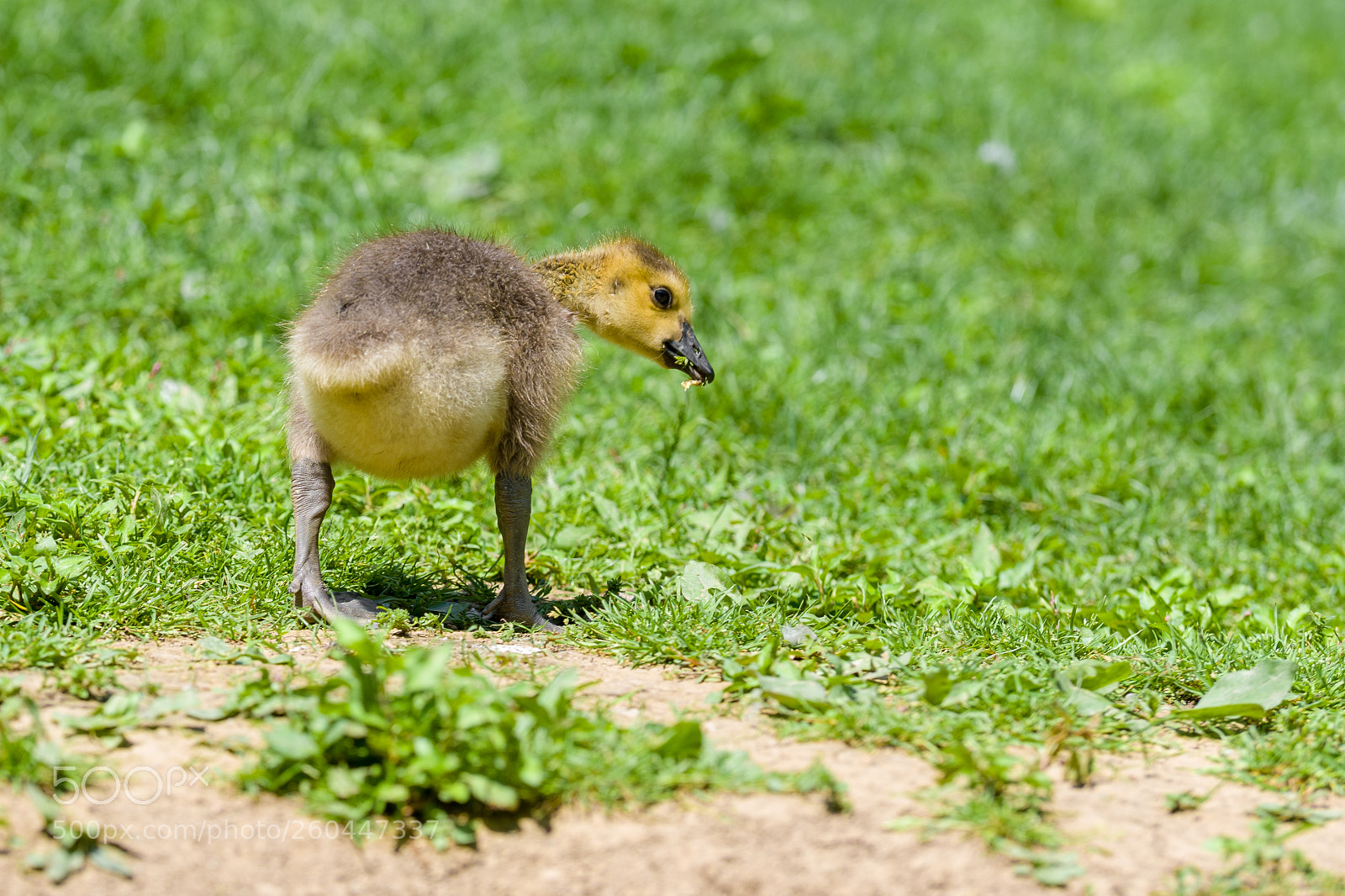 Nikon D500 sample photo. Duckling peering over its photography