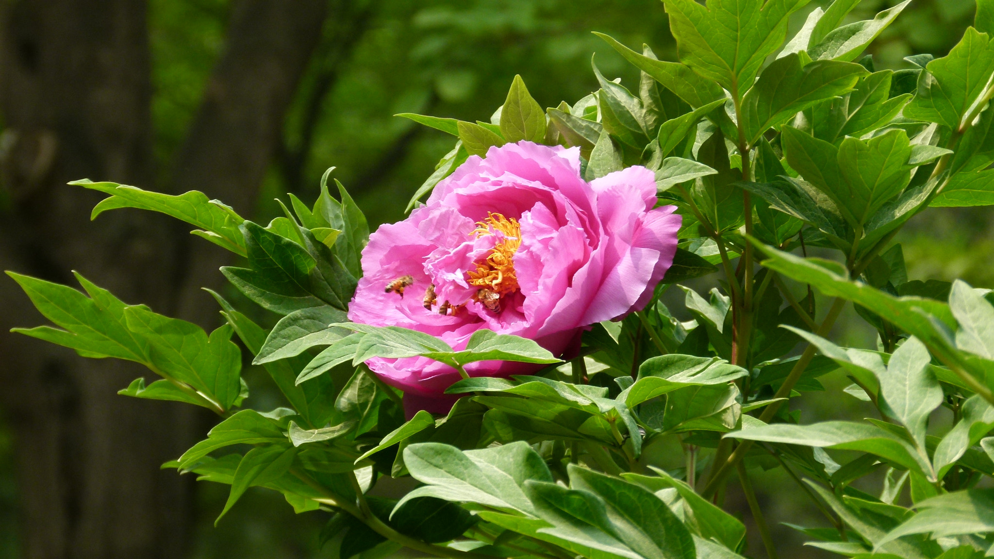 Leica V-Lux 2 sample photo