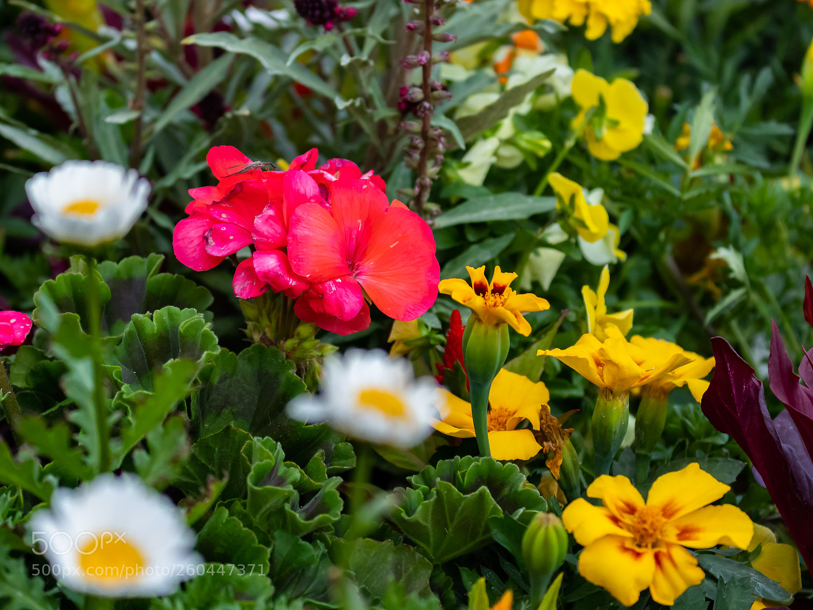 Canon EOS 80D sample photo. Spring flowers photography