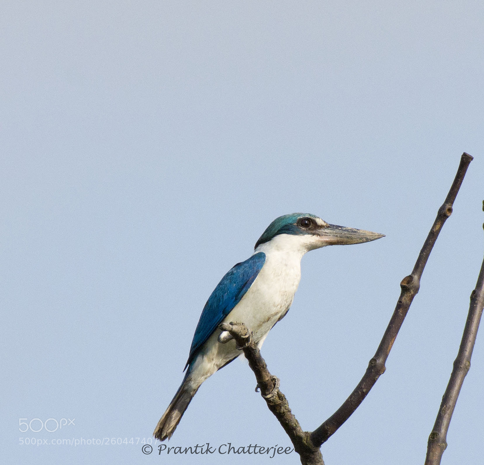 Nikon D7200 sample photo. Collared kingfisher photography