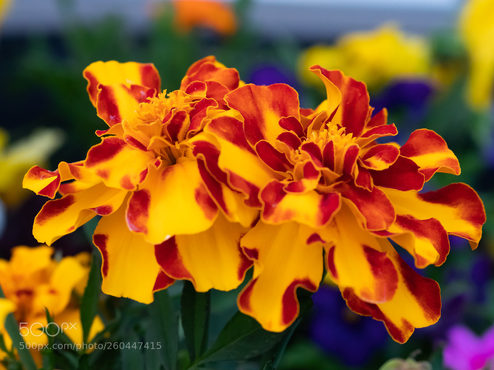 Canon EOS 80D sample photo. Spring flowers photography
