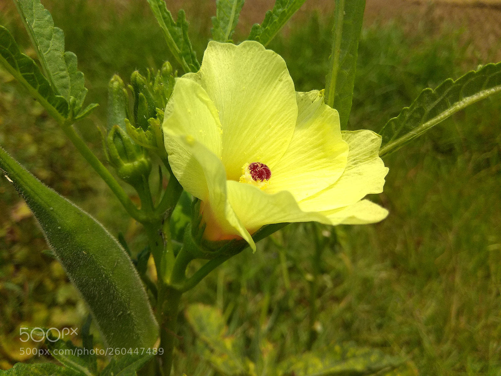 Xiaomi Redmi Note 4 sample photo. Untitled photography