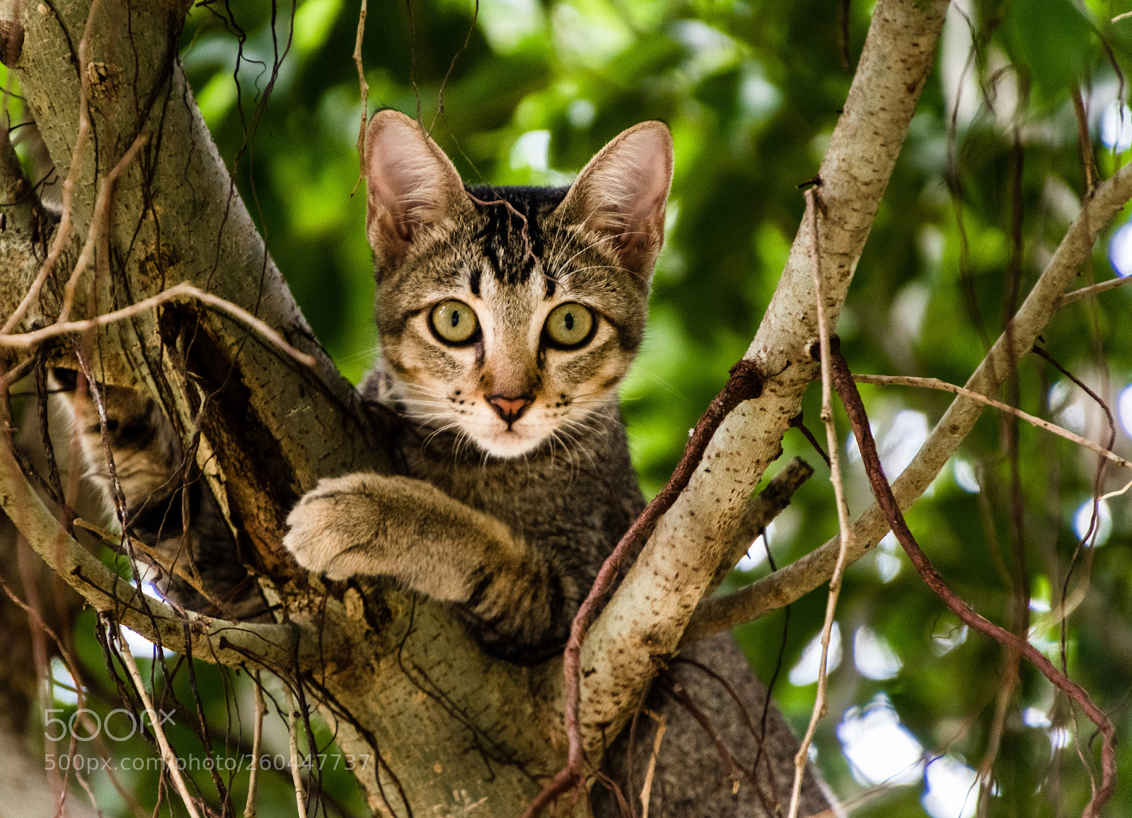 Nikon D5600 sample photo. Vietnam. island. kitty is photography