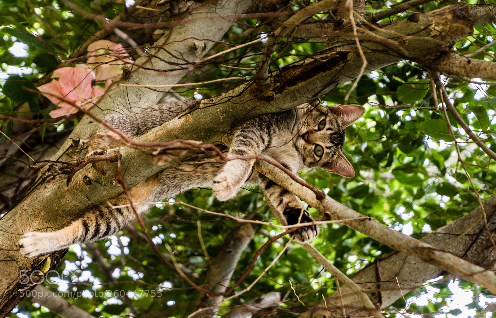 Nikon D5600 sample photo. Vietnam. island. kitty is photography