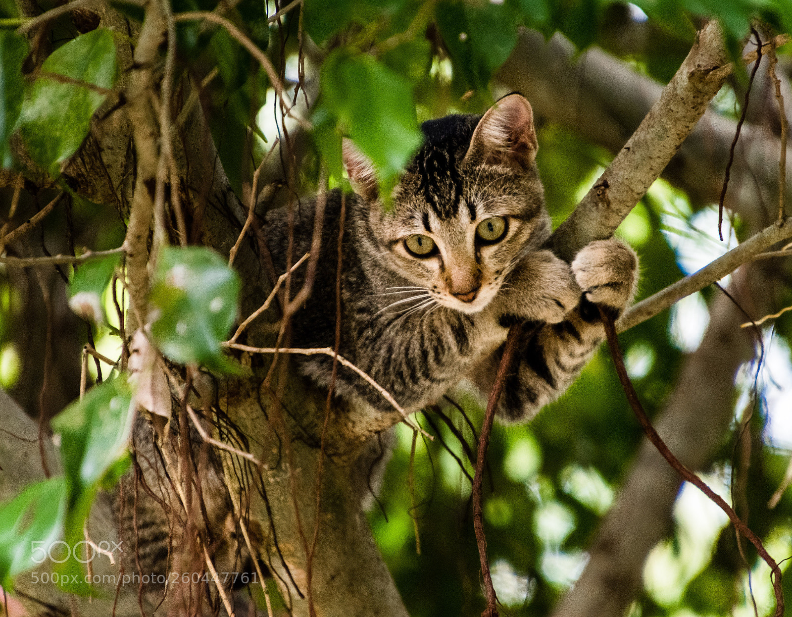 Nikon D5600 sample photo. Vietnam. island. kitty is photography