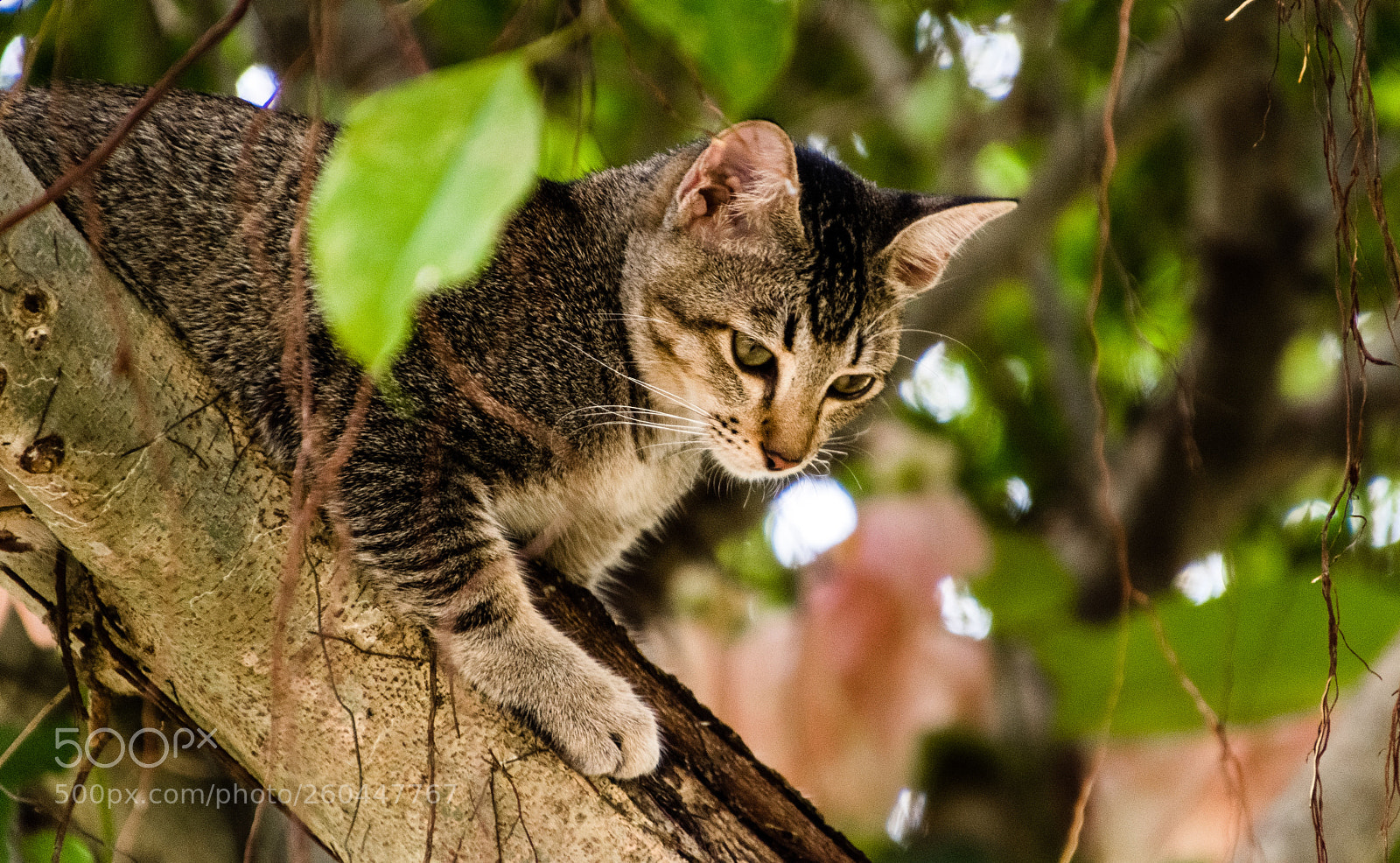 Nikon D5600 sample photo. Vietnam. island. kitty is photography