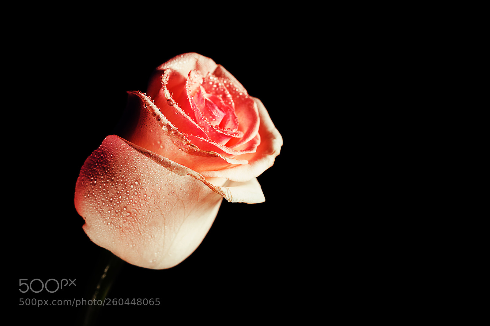 Canon EOS 6D sample photo. Pink photography
