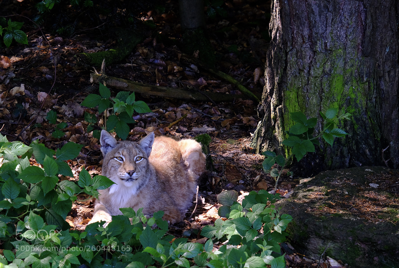 Fujifilm X-T20 sample photo. Wild lynx photography