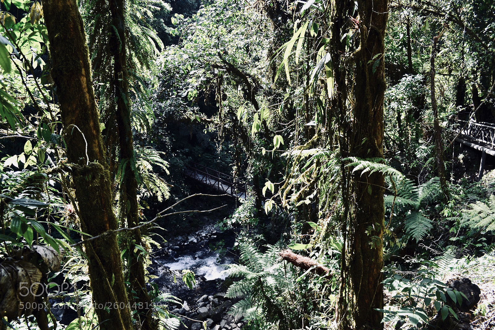 Nikon D3100 sample photo. Through the treeline photography