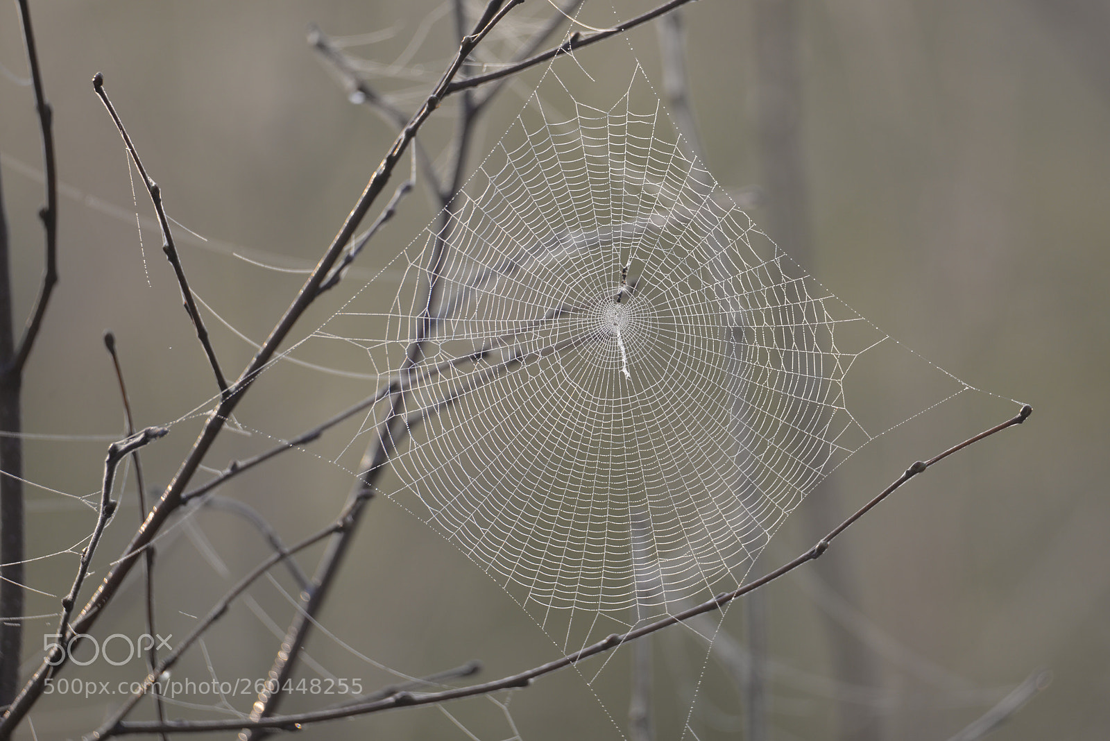 Nikon D610 sample photo. Spidernet photography