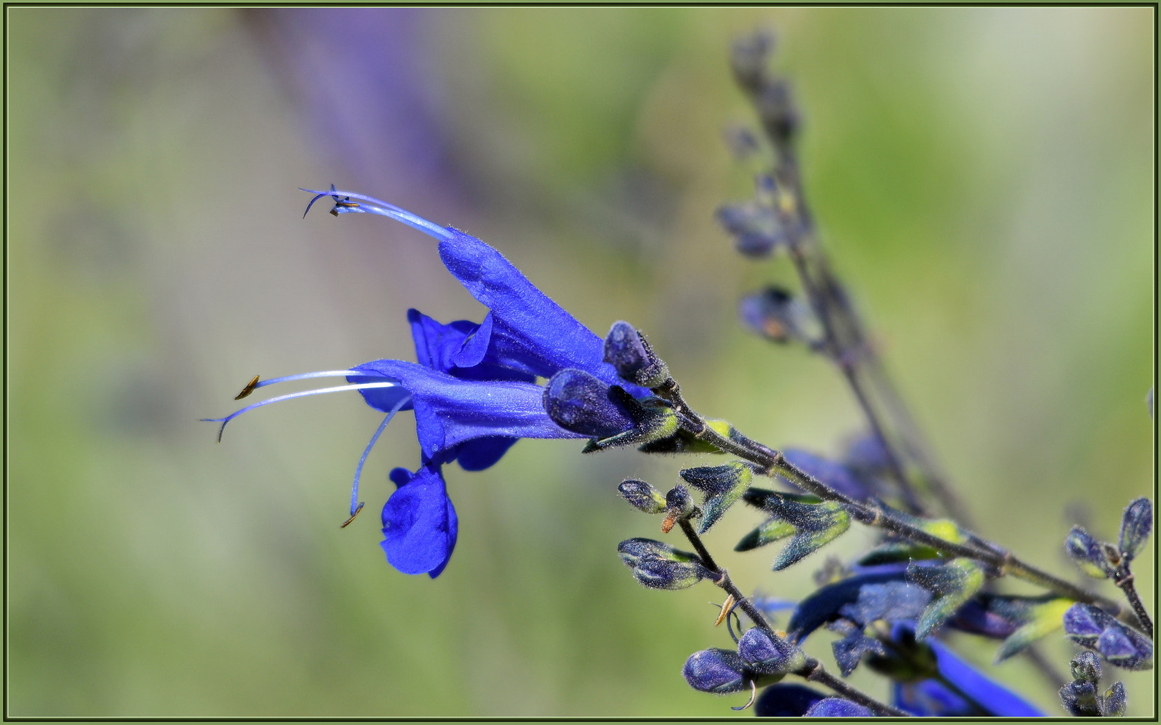 Nikon D850 + Sigma 120-400mm F4.5-5.6 DG OS HSM sample photo. California wildflowers photography