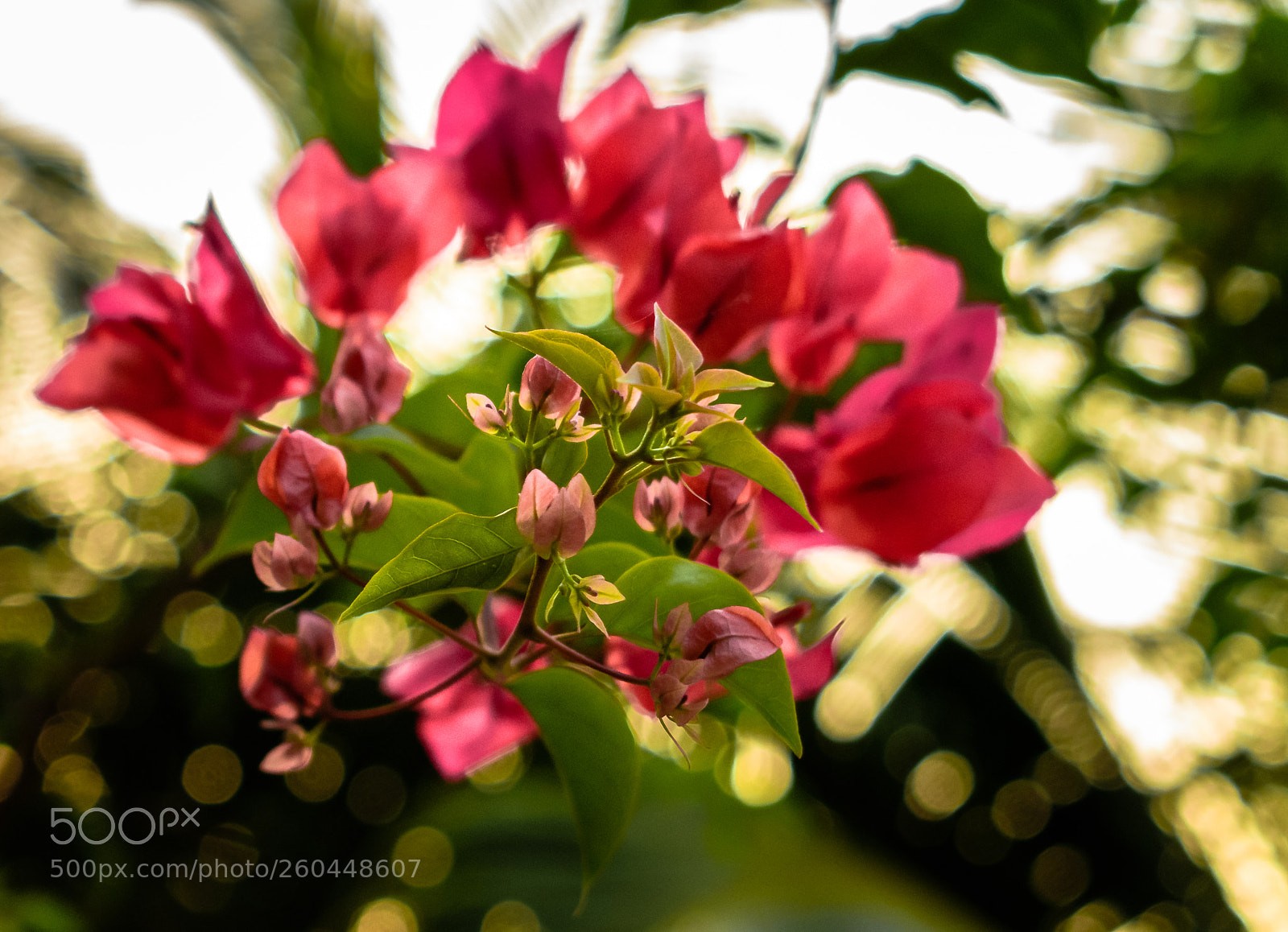 Nikon D5600 sample photo. Cambodia, island of koh photography
