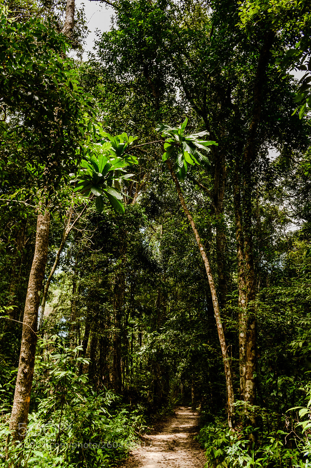 Nikon D5600 sample photo. Cambodia, island of koh photography