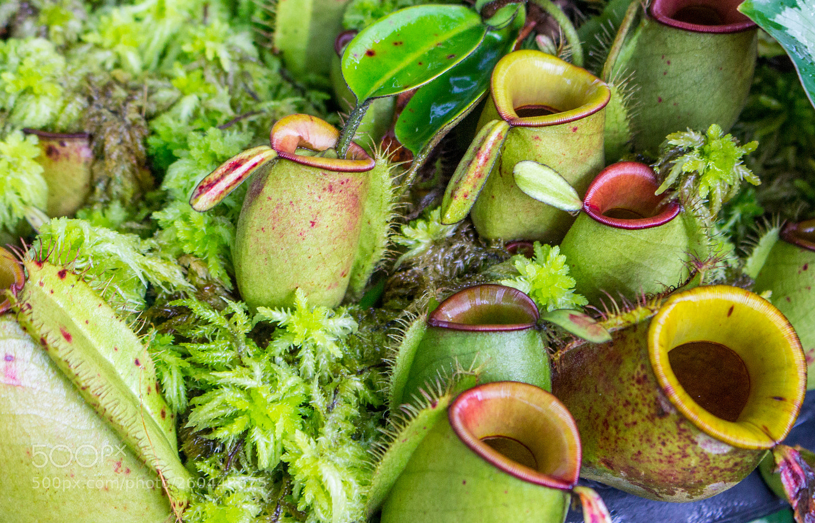 Canon EOS 1100D (EOS Rebel T3 / EOS Kiss X50) sample photo. Nepenthes, tropical pitcher plants photography