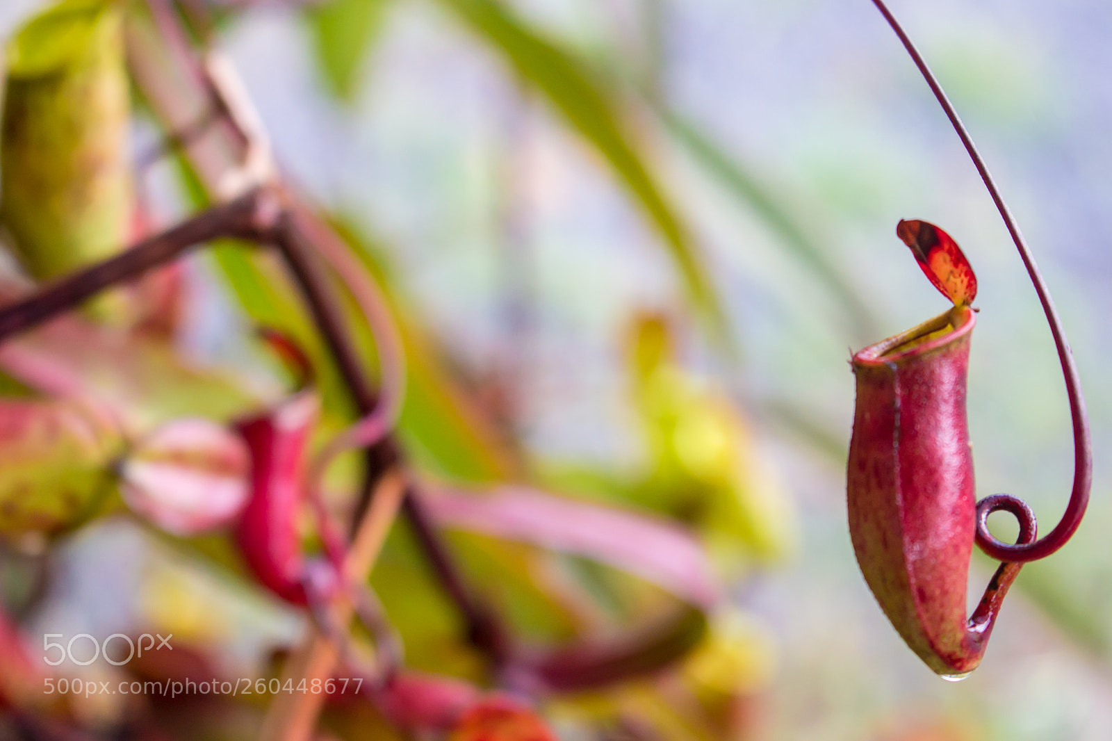 Canon EOS 1100D (EOS Rebel T3 / EOS Kiss X50) sample photo. Nepenthes, tropical pitcher plants photography