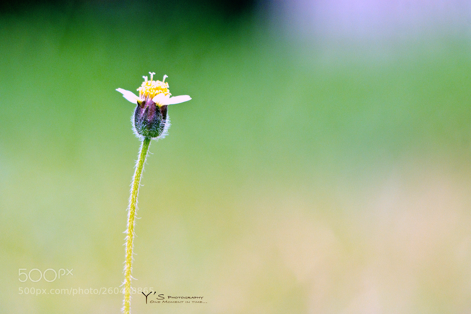 Sony a6000 sample photo. Simple is nice. 简单的美。 photography