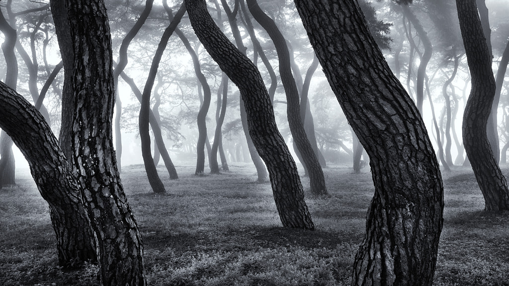 dawn fog and pine forest by Sung Hwan Lee on 500px.com