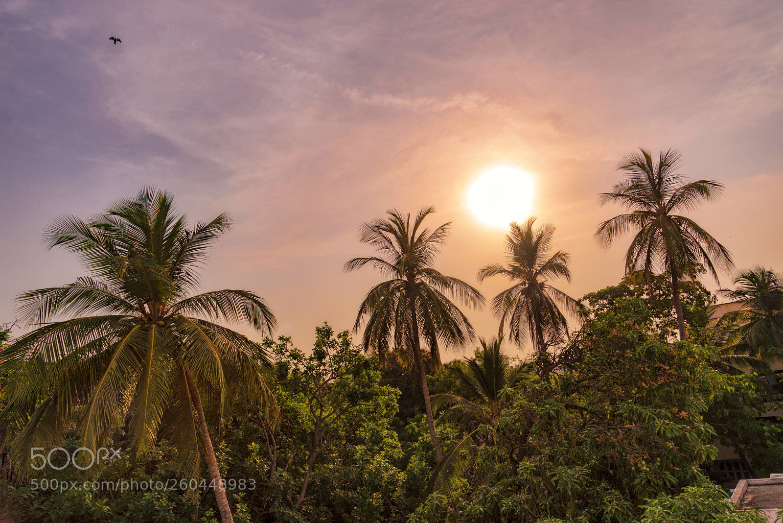 Nikon D610 sample photo. Sunkissed chennai photography