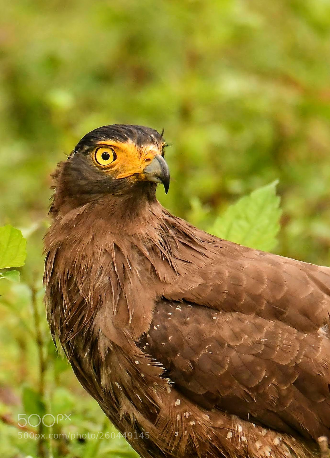 Nikon D850 sample photo. Portrait of preying bird... photography