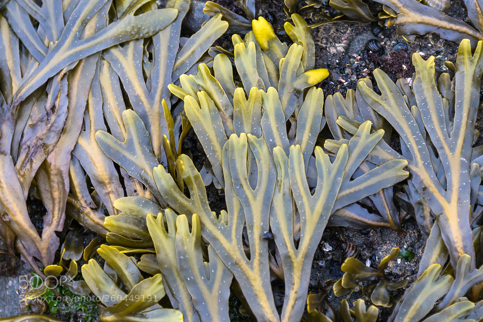 Nikon D600 sample photo. Seaweed, olympic national park photography